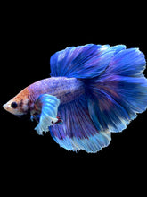 Load image into Gallery viewer, Male Rosetail - Dumbo #2359 - Live Betta Fish
