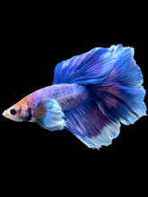 Load image into Gallery viewer, Male Rosetail - Dumbo #2359 - Live Betta Fish
