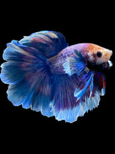 Load image into Gallery viewer, Male Rosetail - Dumbo #2359 - Live Betta Fish
