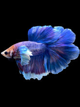 Load image into Gallery viewer, Male Rosetail - Dumbo #2359 - Live Betta Fish
