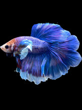 Load image into Gallery viewer, Male Rosetail - Dumbo #2359 - Live Betta Fish
