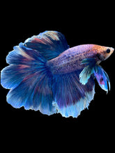 Load image into Gallery viewer, Male Rosetail - Dumbo #2359 - Live Betta Fish
