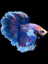 Load image into Gallery viewer, Male Rosetail - Dumbo #2359 - Live Betta Fish
