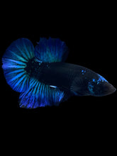Load image into Gallery viewer, Male Halfmoon Plakat - Blue Avatar #2362 - Live Betta Fish
