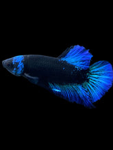 Load image into Gallery viewer, Male Halfmoon Plakat - Blue Avatar #2362 - Live Betta Fish
