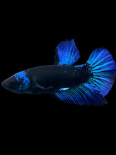 Load image into Gallery viewer, Male Halfmoon Plakat - Blue Avatar #2362 - Live Betta Fish
