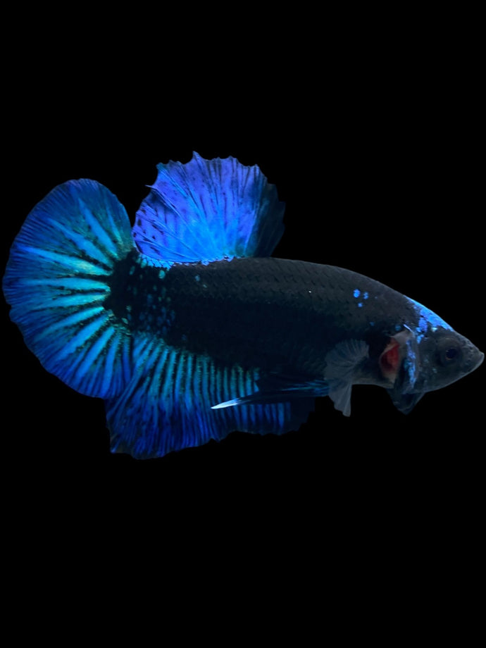 Male Halfmoon Plakat - Blue Avatar #2362 - Live Betta Fish