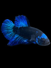 Load image into Gallery viewer, Male Halfmoon Plakat - Blue Avatar #2362 - Live Betta Fish
