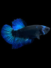Load image into Gallery viewer, Male Halfmoon Plakat - Blue Avatar #2362 - Live Betta Fish
