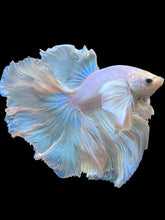 Load image into Gallery viewer, Male Halfmoon - White Platinum Dumbo #2363 - Live Betta Fish (XL TAIL)
