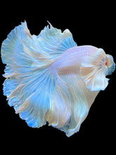 Load image into Gallery viewer, Male Halfmoon - White Platinum Dumbo #2363 - Live Betta Fish (XL TAIL)
