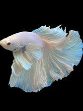 Load image into Gallery viewer, Male Halfmoon - White Platinum Dumbo #2363 - Live Betta Fish (XL TAIL)
