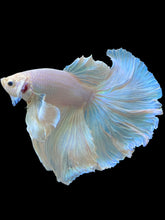 Load image into Gallery viewer, Male Halfmoon - White Platinum Dumbo #2363 - Live Betta Fish (XL TAIL)
