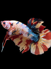 Load image into Gallery viewer, GIANT Male Halfmoon Plakat - Multicolor #2366 - Live Betta Fish
