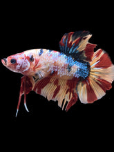 Load image into Gallery viewer, GIANT Male Halfmoon Plakat - Multicolor #2366 - Live Betta Fish
