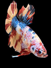 Load image into Gallery viewer, GIANT Male Halfmoon Plakat - Multicolor #2366 - Live Betta Fish

