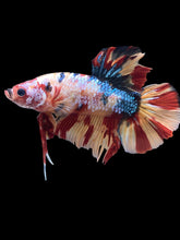 Load image into Gallery viewer, GIANT Male Halfmoon Plakat - Multicolor #2366 - Live Betta Fish
