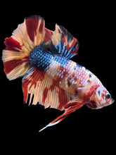 Load image into Gallery viewer, GIANT Male Halfmoon Plakat - Multicolor #2366 - Live Betta Fish
