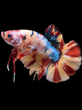 Load image into Gallery viewer, GIANT Male Halfmoon Plakat - Multicolor #2366 - Live Betta Fish
