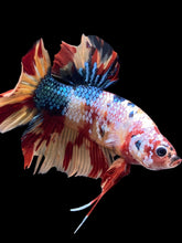 Load image into Gallery viewer, GIANT Male Halfmoon Plakat - Multicolor #2366 - Live Betta Fish
