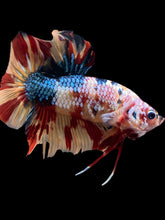 Load image into Gallery viewer, GIANT Male Halfmoon Plakat - Multicolor #2366 - Live Betta Fish
