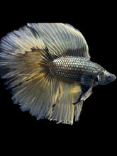 Load image into Gallery viewer, Male Fullmoon - Copper Mustard #2367 - Live Betta Fish
