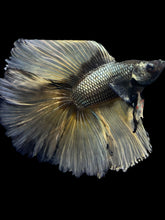 Load image into Gallery viewer, Male Fullmoon - Copper Mustard #2367 - Live Betta Fish
