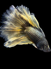 Load image into Gallery viewer, Male Fullmoon - Copper Mustard #2367 - Live Betta Fish
