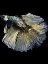 Load image into Gallery viewer, Male Fullmoon - Copper Mustard #2367 - Live Betta Fish
