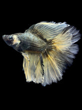 Load image into Gallery viewer, Male Fullmoon - Copper Mustard #2367 - Live Betta Fish
