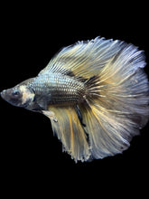 Load image into Gallery viewer, Male Fullmoon - Copper Mustard #2367 - Live Betta Fish
