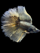 Load image into Gallery viewer, Male Fullmoon - Copper Mustard #2367 - Live Betta Fish
