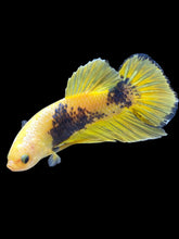 Load image into Gallery viewer, GIANT Male Halfmoon Plakat - Fancy Yellow #2368 - Live Betta Fish
