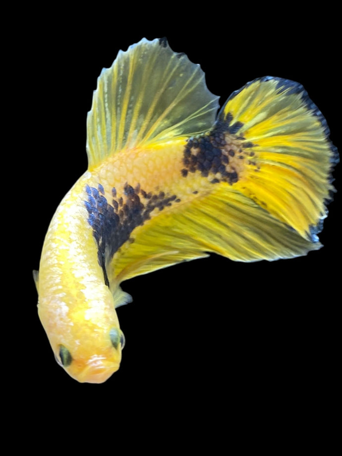 GIANT Male Halfmoon Plakat - Fancy Yellow #2368 - Live Betta Fish