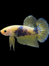 Load image into Gallery viewer, GIANT Male Halfmoon Plakat - Fancy Yellow #2368 - Live Betta Fish
