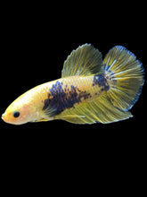 Load image into Gallery viewer, GIANT Male Halfmoon Plakat - Fancy Yellow #2368 - Live Betta Fish
