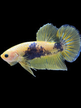 Load image into Gallery viewer, GIANT Male Halfmoon Plakat - Fancy Yellow #2368 - Live Betta Fish
