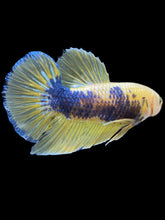 Load image into Gallery viewer, GIANT Male Halfmoon Plakat - Fancy Yellow #2368 - Live Betta Fish
