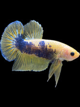 Load image into Gallery viewer, GIANT Male Halfmoon Plakat - Fancy Yellow #2368 - Live Betta Fish
