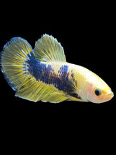 Load image into Gallery viewer, GIANT Male Halfmoon Plakat - Fancy Yellow #2368 - Live Betta Fish
