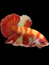 Load image into Gallery viewer, Male Halfmoon Plakat - Nemo #2369 - Live Betta Fish
