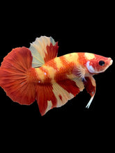 Load image into Gallery viewer, Male Halfmoon Plakat - Nemo #2369 - Live Betta Fish
