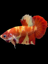 Load image into Gallery viewer, Male Halfmoon Plakat - Nemo #2369 - Live Betta Fish
