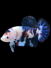 Load image into Gallery viewer, GIANT Male Halfmoon Plakat - Black Marble #236 - Live Betta Fish
