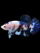 Load image into Gallery viewer, GIANT Male Halfmoon Plakat - Black Marble #236 - Live Betta Fish
