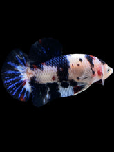 Load image into Gallery viewer, GIANT Male Halfmoon Plakat - Black Marble #236 - Live Betta Fish
