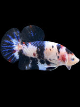 Load image into Gallery viewer, GIANT Male Halfmoon Plakat - Black Marble #236 - Live Betta Fish
