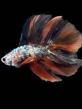 Load image into Gallery viewer, Male Fullmoon - Candy Copper #2370 - Live Betta Fish
