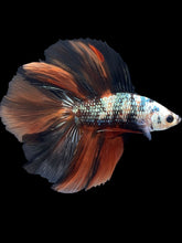 Load image into Gallery viewer, Male Fullmoon - Candy Copper #2370 - Live Betta Fish
