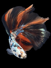 Load image into Gallery viewer, Male Fullmoon - Candy Copper #2370 - Live Betta Fish
